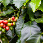 coffee berries on plant