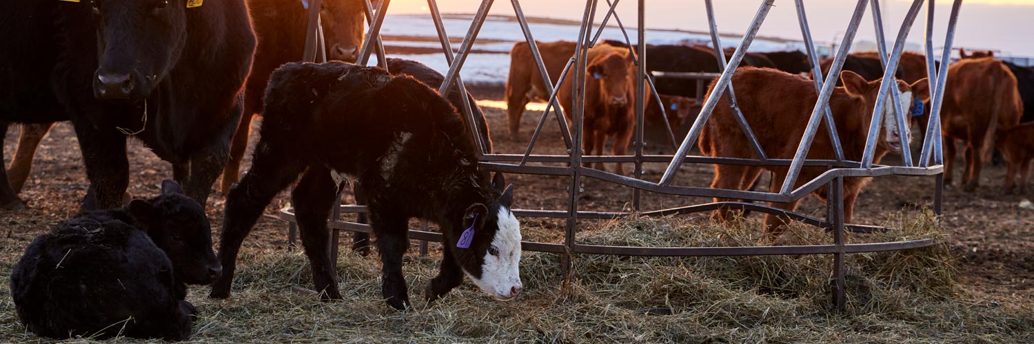 cows feeding outside