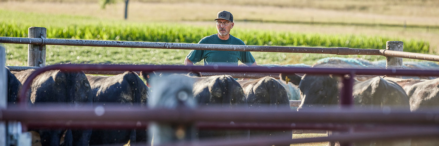 man observing a corral of cows