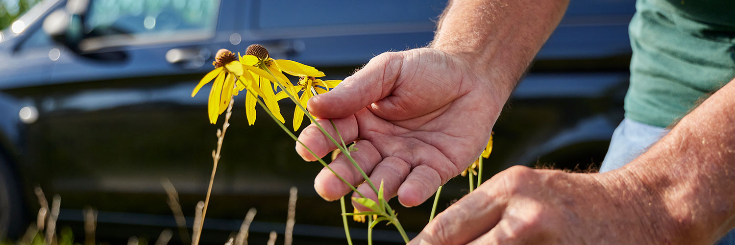 mans hand picking a yellow Black Eyed Seeusan