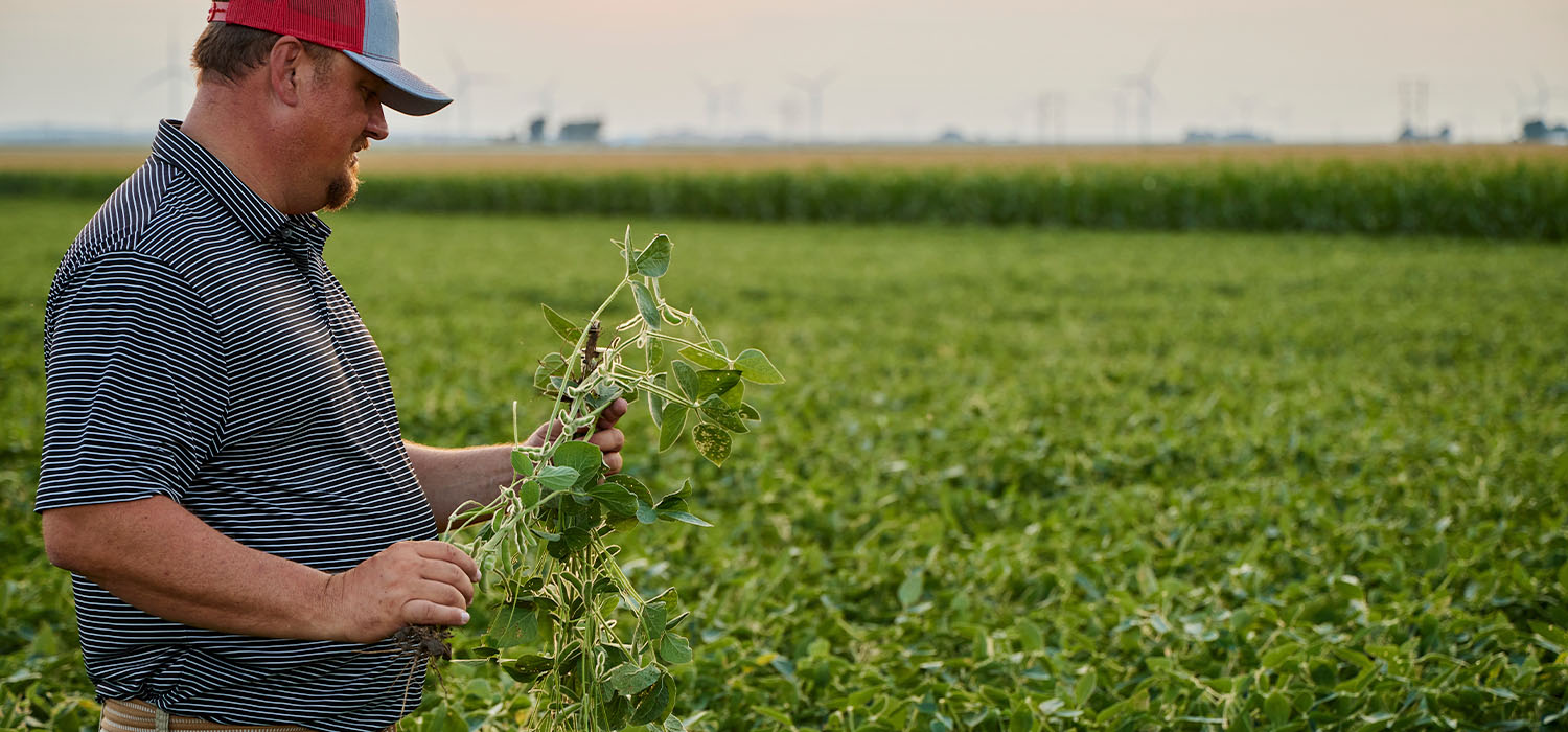 producer, derek martin holding a soybean plant
