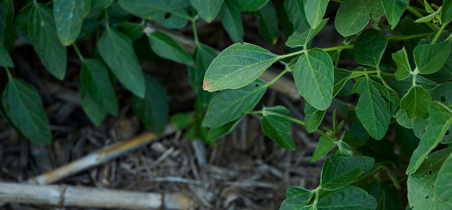 close up of crop leaves